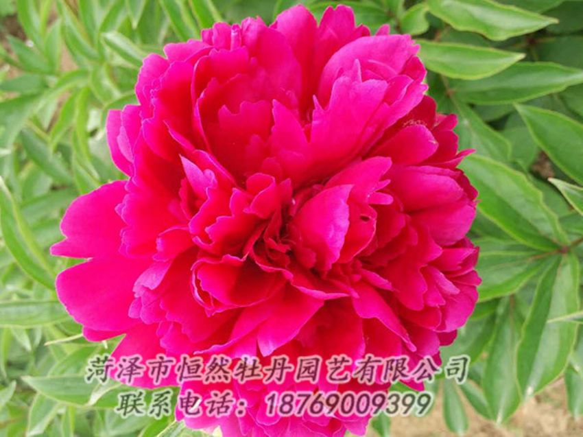 點(diǎn)擊查看詳細(xì)信息<br>標(biāo)題：紅色芍藥 閱讀次數(shù)：972