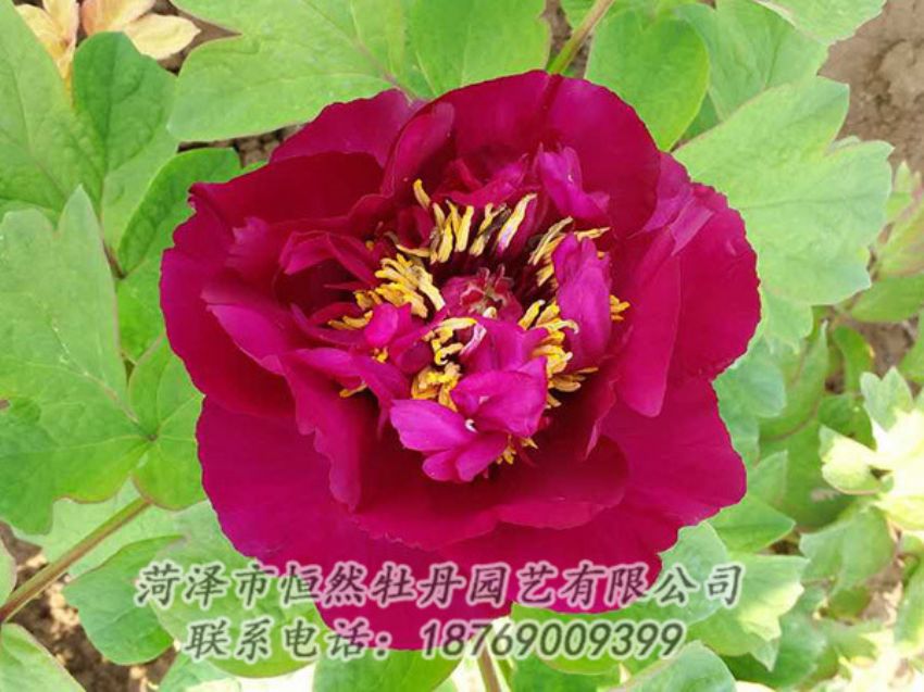 點(diǎn)擊查看詳細(xì)信息<br>標(biāo)題：紅色牡丹 閱讀次數(shù)：1813