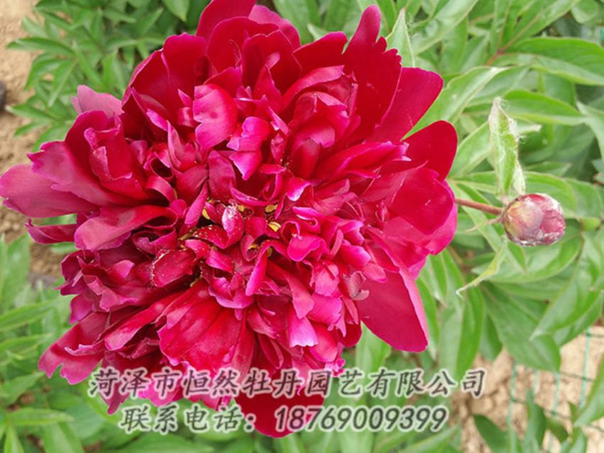 點(diǎn)擊查看詳細(xì)信息<br>標(biāo)題：紅色芍藥 閱讀次數(shù)：1016