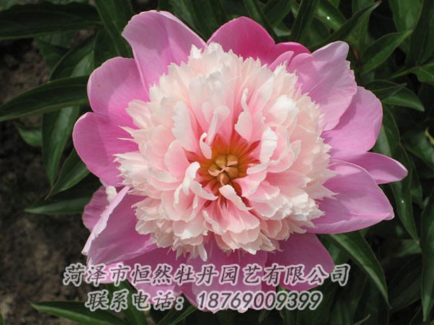 點(diǎn)擊查看詳細(xì)信息<br>標(biāo)題：蓮花臺(tái) 閱讀次數(shù)：1980