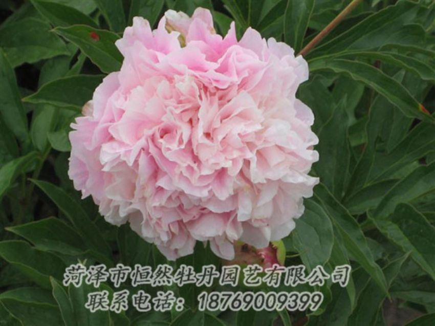 點(diǎn)擊查看詳細(xì)信息<br>標(biāo)題：粉面桃花 閱讀次數(shù)：1244