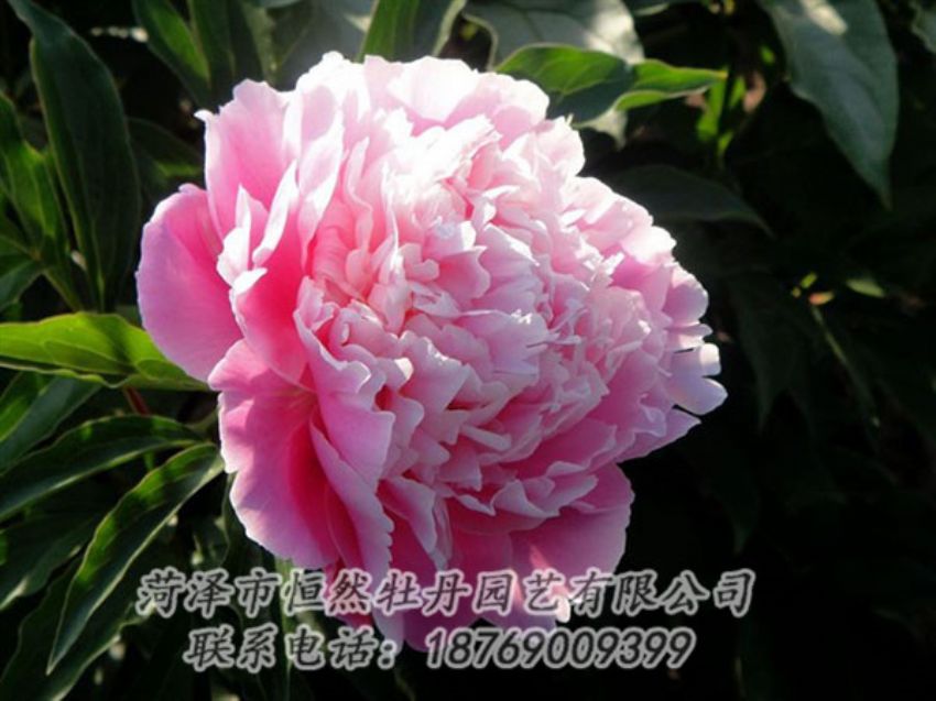 點(diǎn)擊查看詳細(xì)信息<br>標(biāo)題：粉色芍藥 閱讀次數(shù)：2000