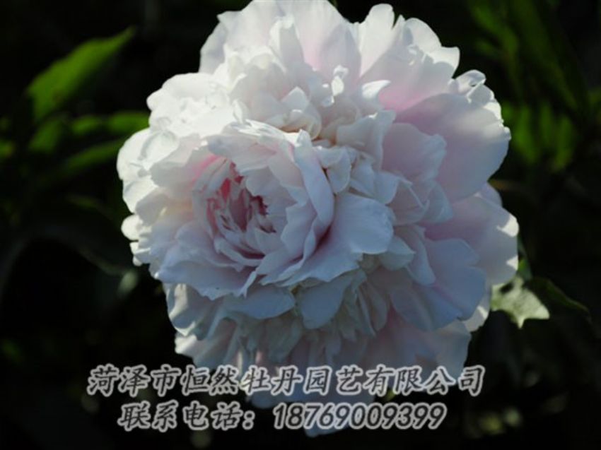 點(diǎn)擊查看詳細(xì)信息<br>標(biāo)題：粉色芍藥 閱讀次數(shù)：1097