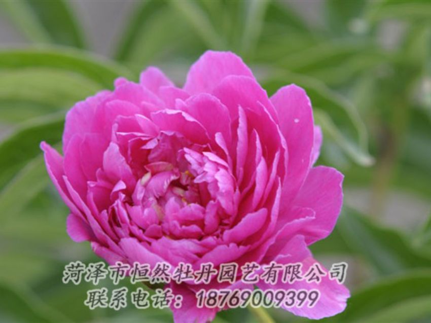 點擊查看詳細(xì)信息<br>標(biāo)題：紅茶花 閱讀次數(shù)：982