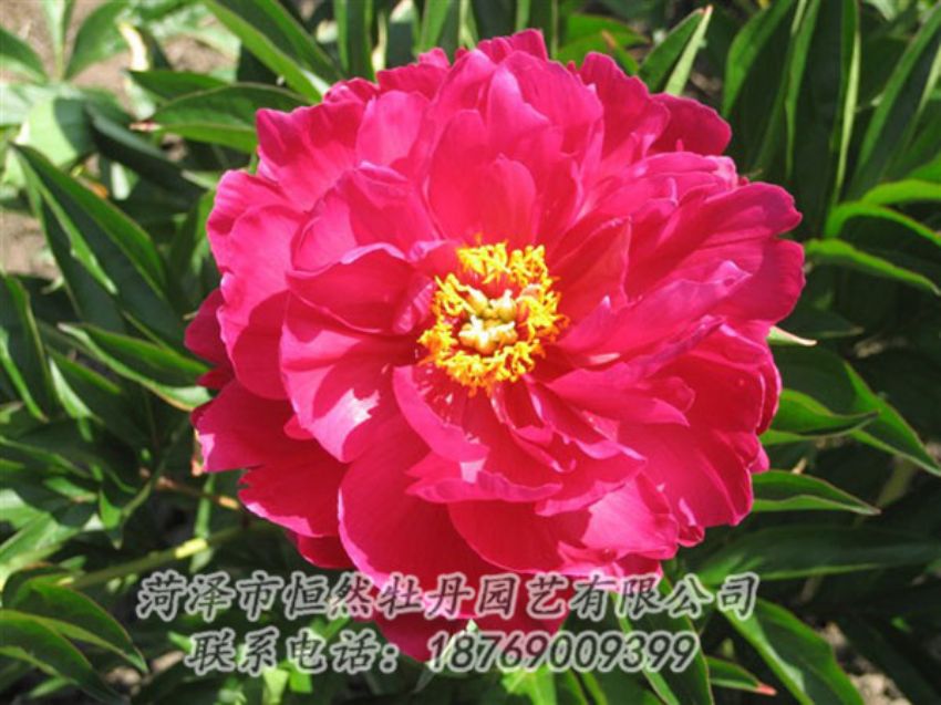 點(diǎn)擊查看詳細(xì)信息<br>標(biāo)題：大紅赤金 閱讀次數(shù)：1032