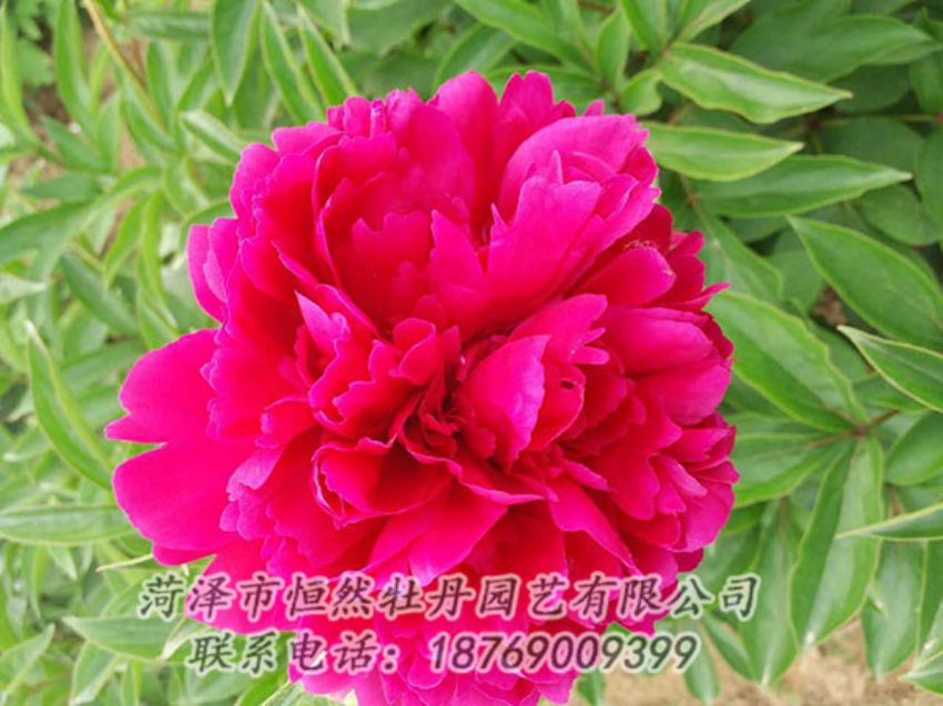 點(diǎn)擊查看詳細(xì)信息<br>標(biāo)題：紅色芍藥 閱讀次數(shù)：973