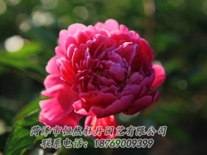 點(diǎn)擊查看詳細(xì)信息<br>標(biāo)題：大紅赤金 閱讀次數(shù)：1015