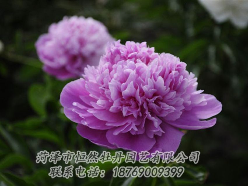 點(diǎn)擊查看詳細(xì)信息<br>標(biāo)題：紫色芍藥 閱讀次數(shù)：2010