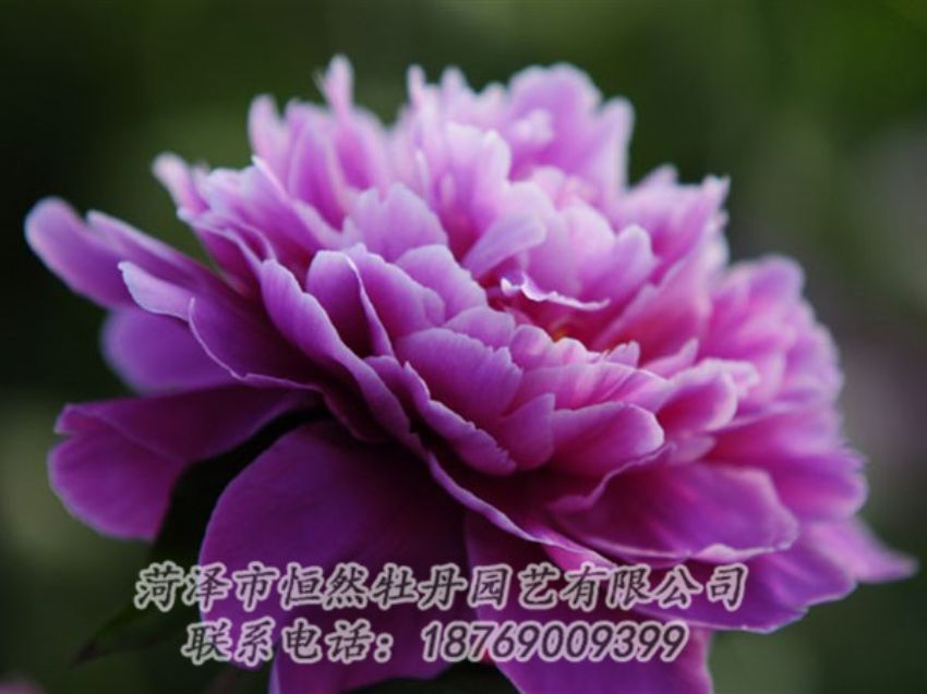 點(diǎn)擊查看詳細(xì)信息<br>標(biāo)題：紫色芍藥 閱讀次數(shù)：1998