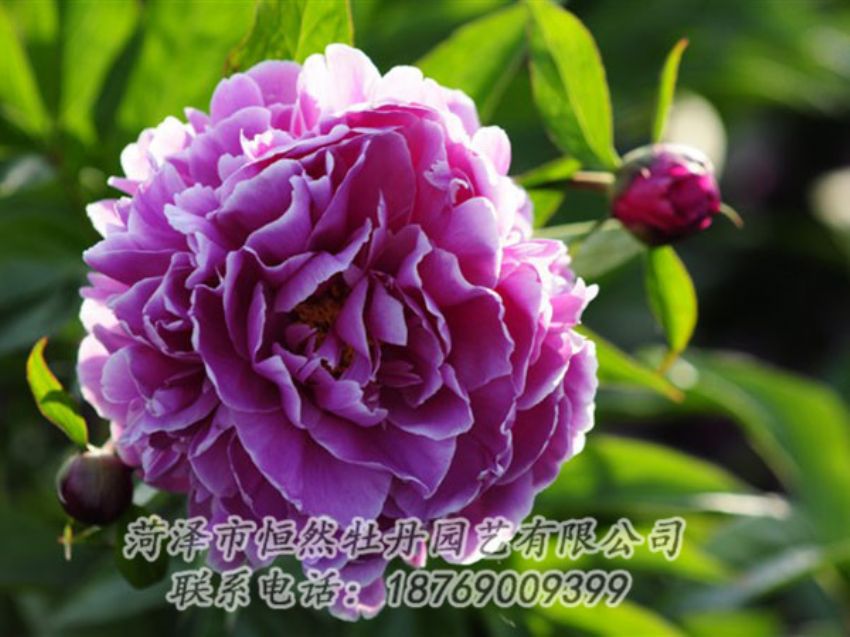 點(diǎn)擊查看詳細(xì)信息<br>標(biāo)題：紫色芍藥 閱讀次數(shù)：1188