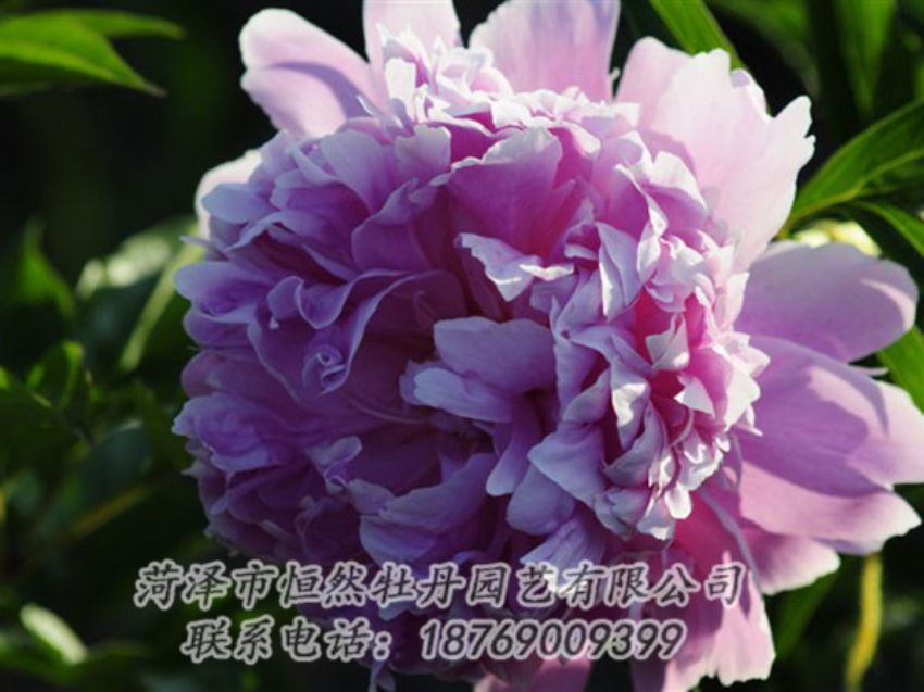 點(diǎn)擊查看詳細(xì)信息<br>標(biāo)題：藍(lán)菊 閱讀次數(shù)：1176