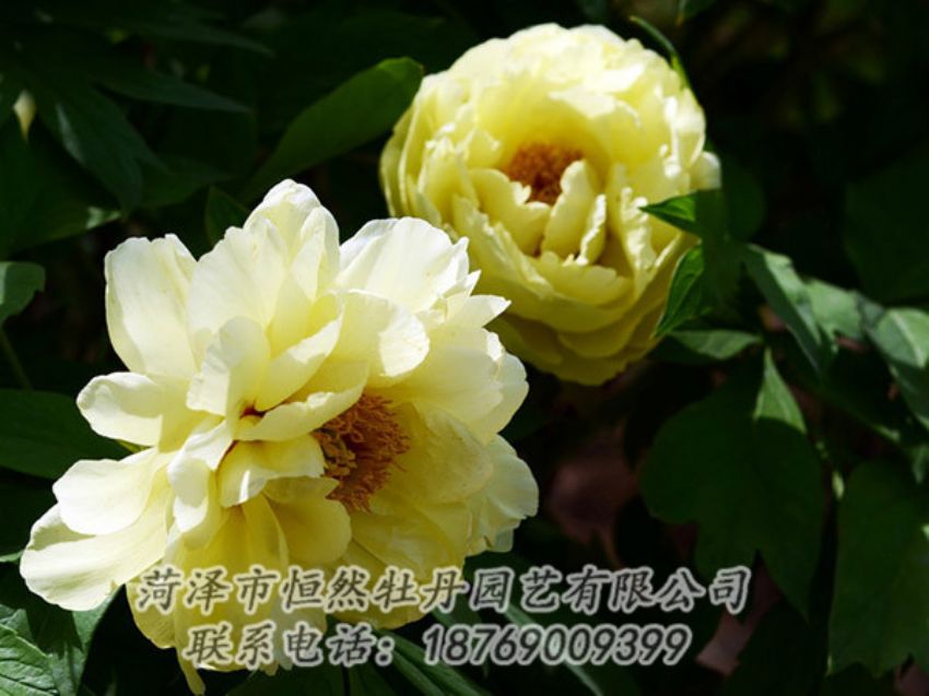 點(diǎn)擊查看詳細(xì)信息<br>標(biāo)題：黃色芍藥 閱讀次數(shù)：1152