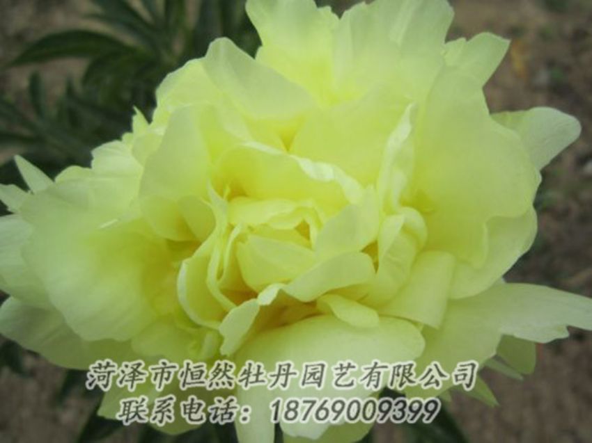 點(diǎn)擊查看詳細(xì)信息<br>標(biāo)題：黃色芍藥 閱讀次數(shù)：1173