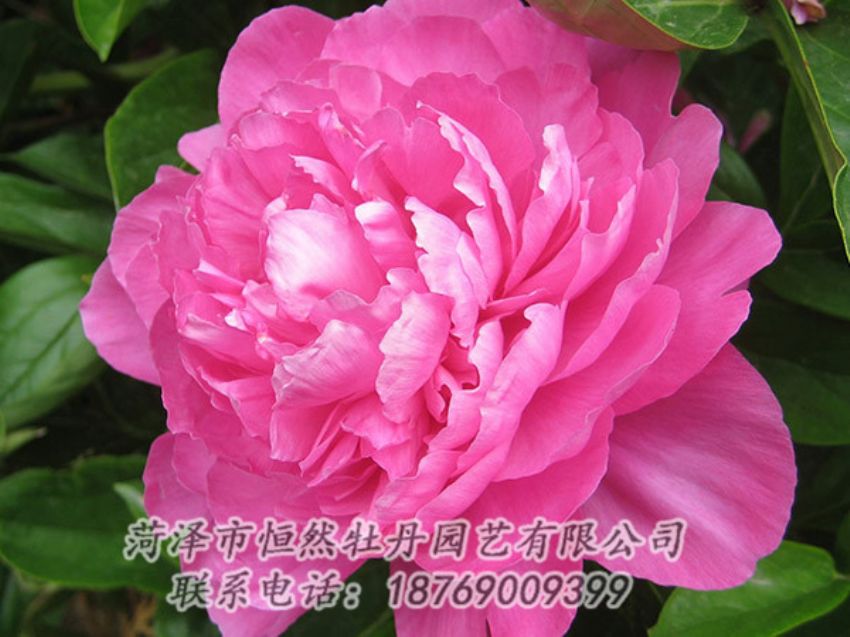 點(diǎn)擊查看詳細(xì)信息<br>標(biāo)題：紅色芍藥 閱讀次數(shù)：1022