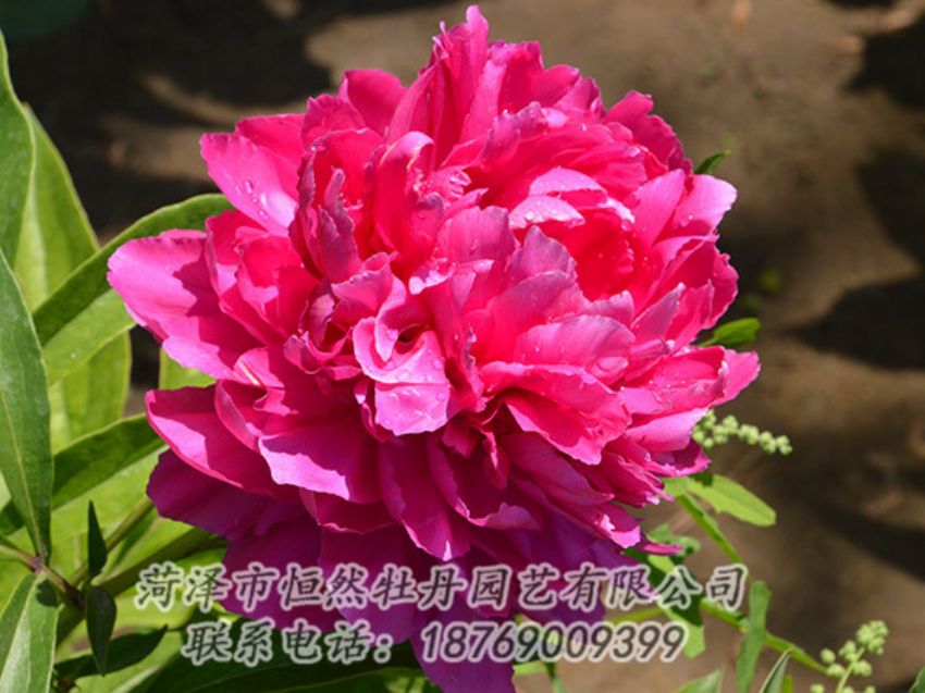 點擊查看詳細信息<br>標題：紅色芍藥 閱讀次數(shù)：1071