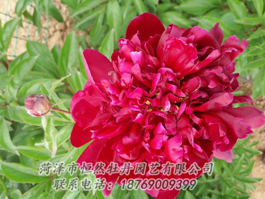 點擊查看詳細信息<br>標題：紅色芍藥 閱讀次數(shù)：1119