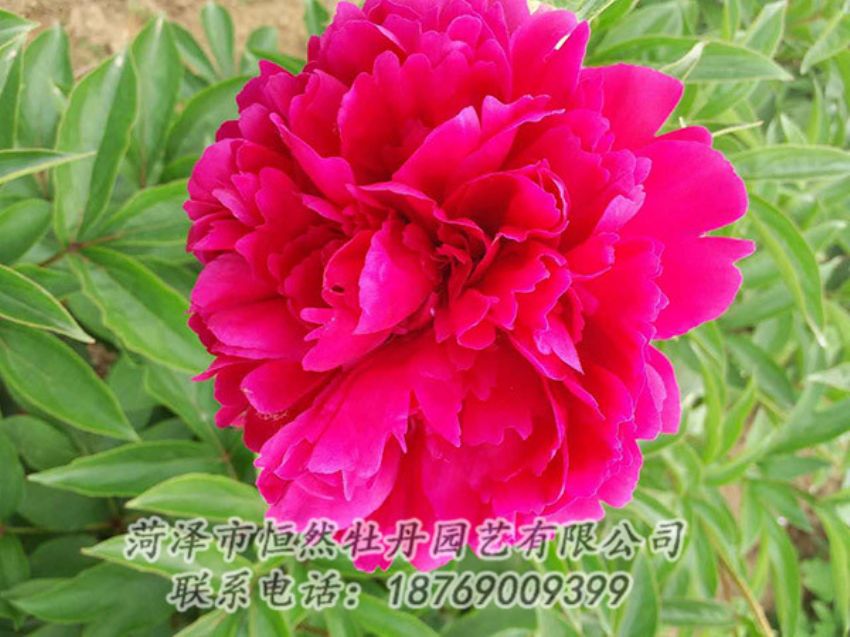 點(diǎn)擊查看詳細(xì)信息<br>標(biāo)題：紅色芍藥 閱讀次數(shù)：1184