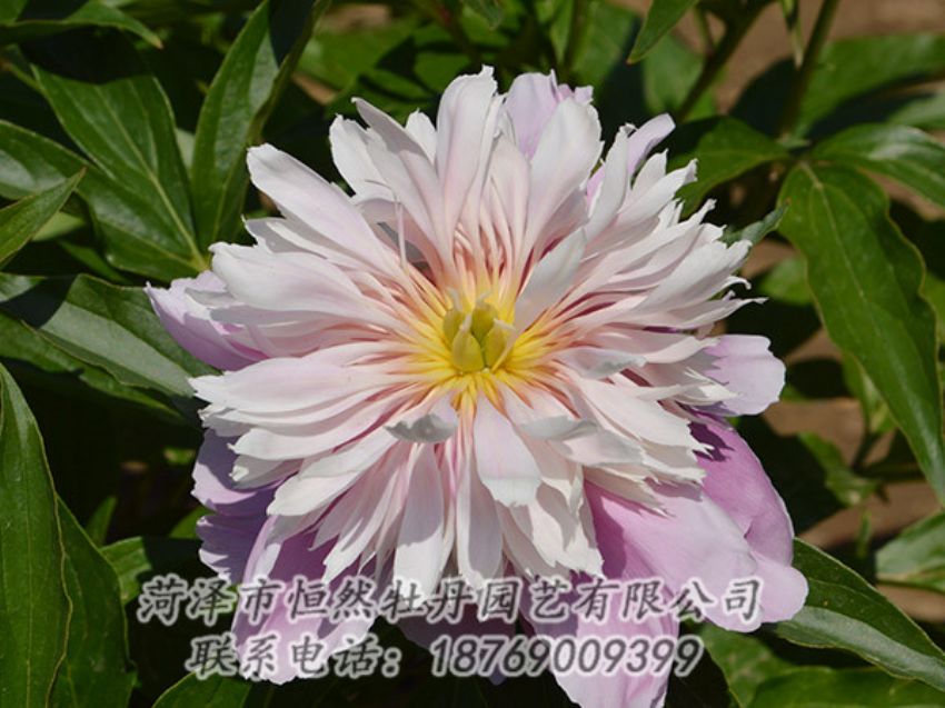 點(diǎn)擊查看詳細(xì)信息<br>標(biāo)題：粉色芍藥 閱讀次數(shù)：1232