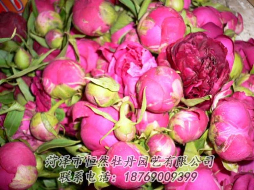 點擊查看詳細(xì)信息<br>標(biāo)題：芍藥切花 閱讀次數(shù)：1939