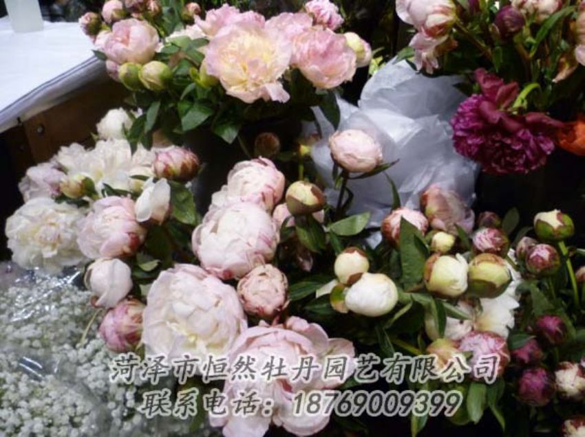 點(diǎn)擊查看詳細(xì)信息<br>標(biāo)題：芍藥切花 閱讀次數(shù)：2073