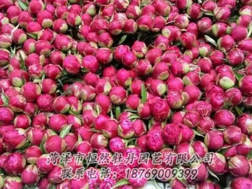 點(diǎn)擊查看詳細(xì)信息<br>標(biāo)題：芍藥切花 閱讀次數(shù)：2123