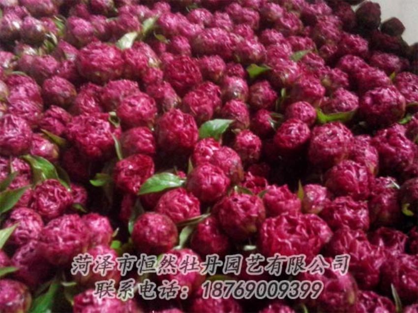 點(diǎn)擊查看詳細(xì)信息<br>標(biāo)題：芍藥切花 閱讀次數(shù)：1958