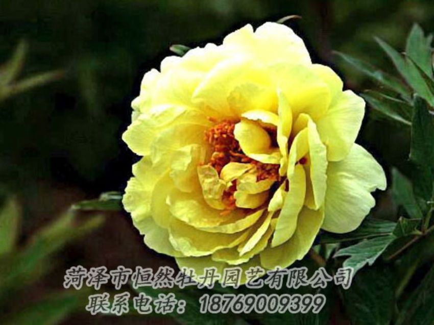 點(diǎn)擊查看詳細(xì)信息<br>標(biāo)題：黃色牡丹 閱讀次數(shù)：1822