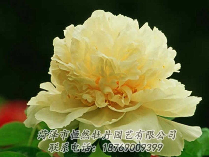 點(diǎn)擊查看詳細(xì)信息<br>標(biāo)題：黃色牡丹 閱讀次數(shù)：1882