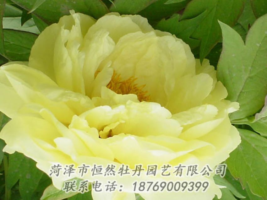 點(diǎn)擊查看詳細(xì)信息<br>標(biāo)題：黃色牡丹 閱讀次數(shù)：1915