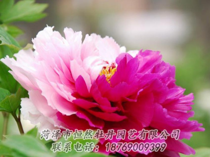 點(diǎn)擊查看詳細(xì)信息<br>標(biāo)題：花二喬 閱讀次數(shù)：1955