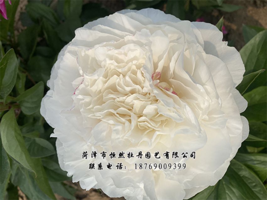 點(diǎn)擊查看詳細(xì)信息<br>標(biāo)題：進(jìn)口芍藥 閱讀次數(shù)：366