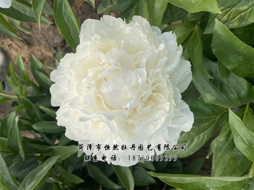 點(diǎn)擊查看詳細(xì)信息<br>標(biāo)題：進(jìn)口芍藥 閱讀次數(shù)：345