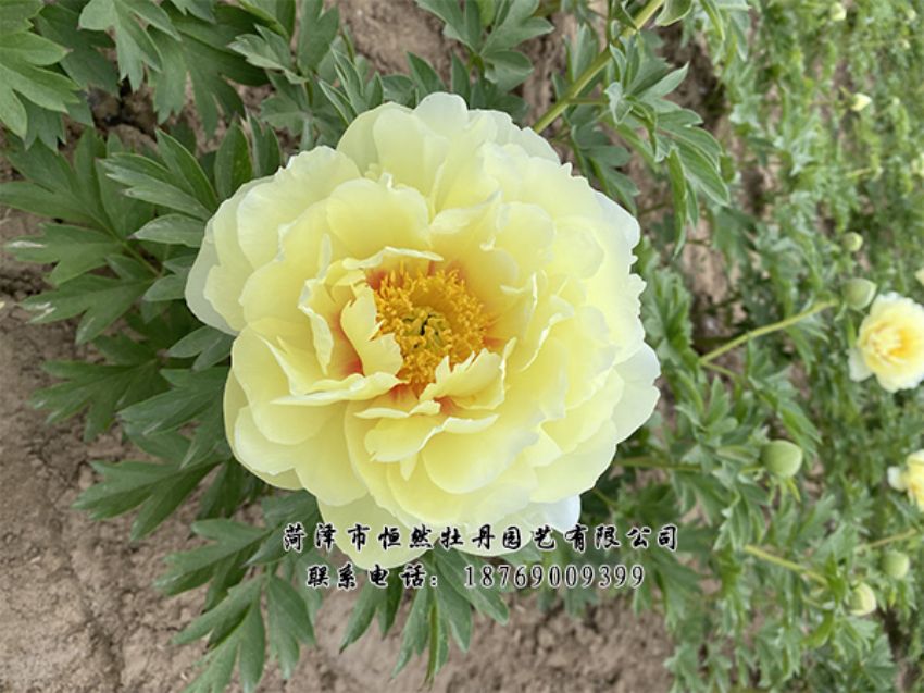 點(diǎn)擊查看詳細(xì)信息<br>標(biāo)題：進(jìn)口芍藥 閱讀次數(shù)：332