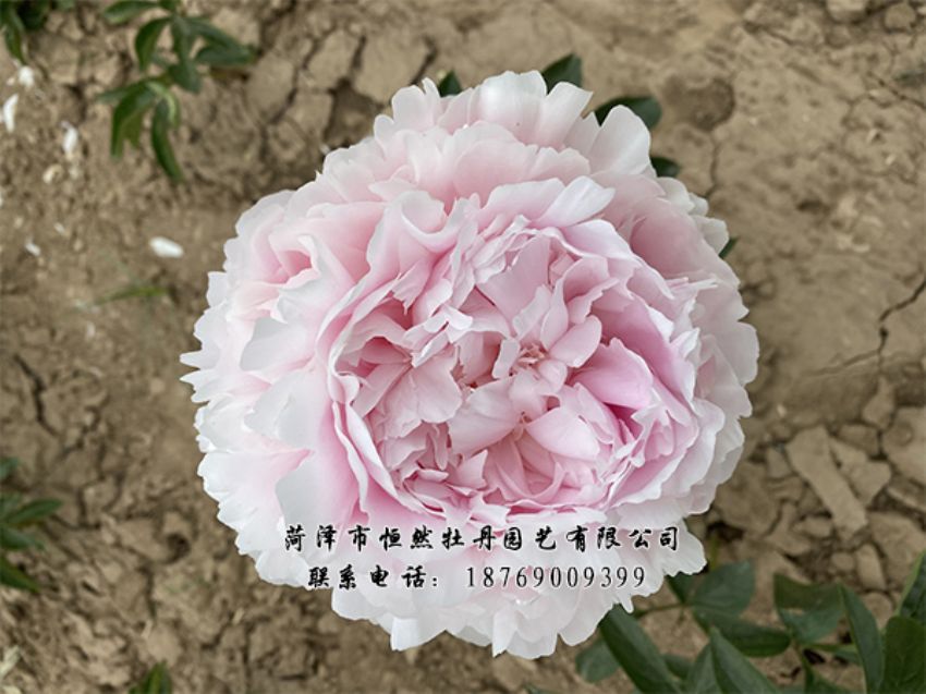 點(diǎn)擊查看詳細(xì)信息<br>標(biāo)題：進(jìn)口芍藥 閱讀次數(shù)：346